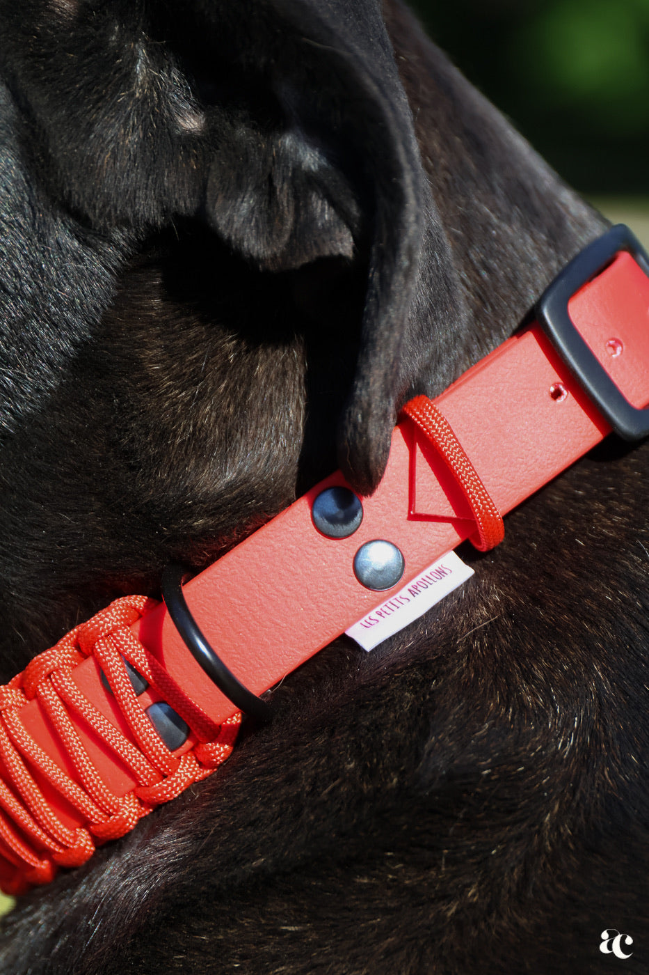 Collier Biothane x Paracorde Les Petits Apollons