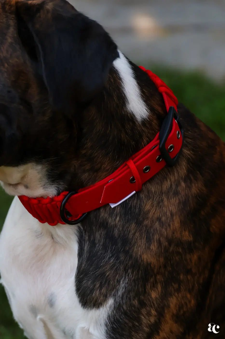 Collier Biothane x Paracorde Les Petits Apollons
