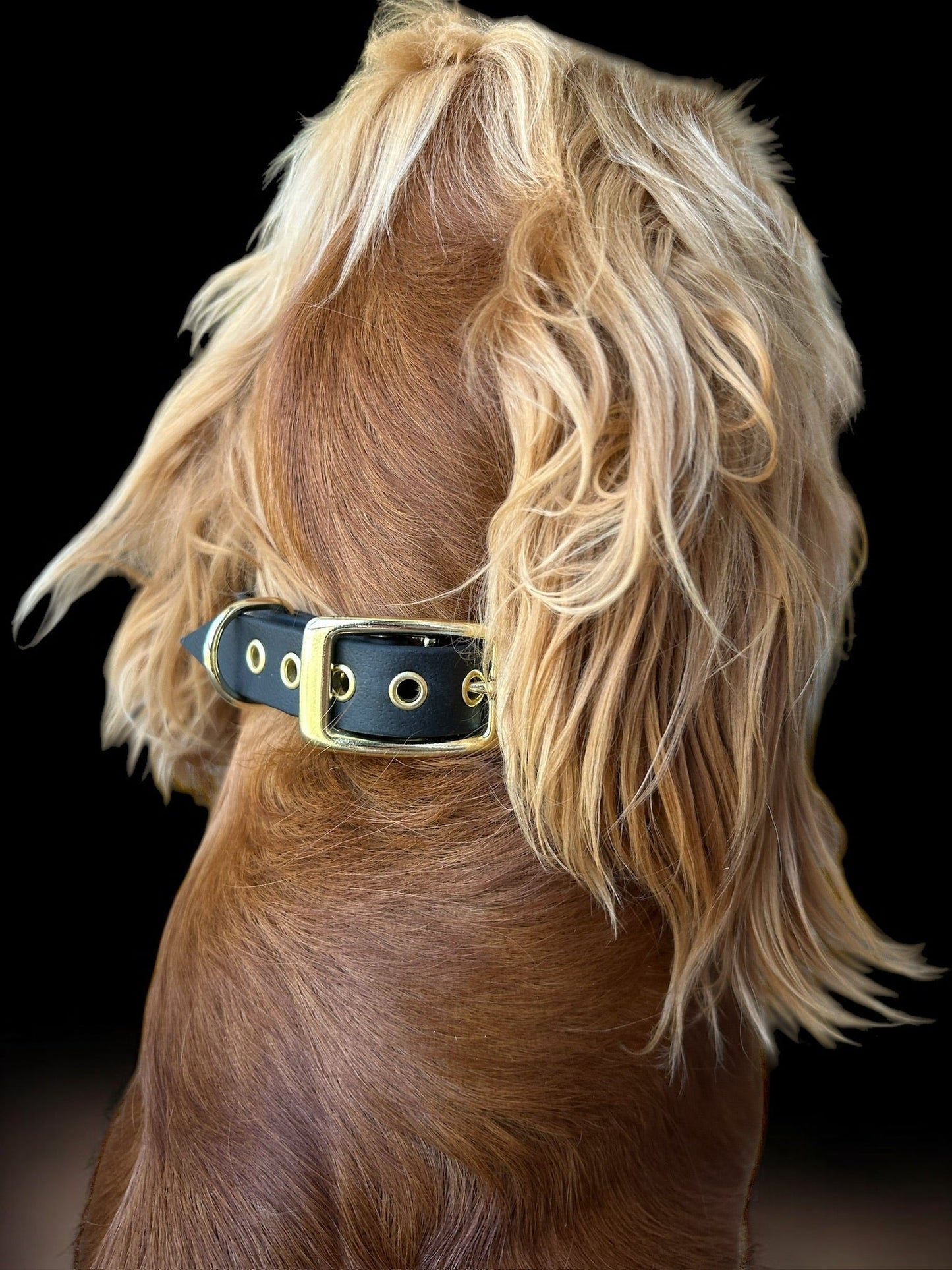 Collier en Biothane Les Petits Apollons