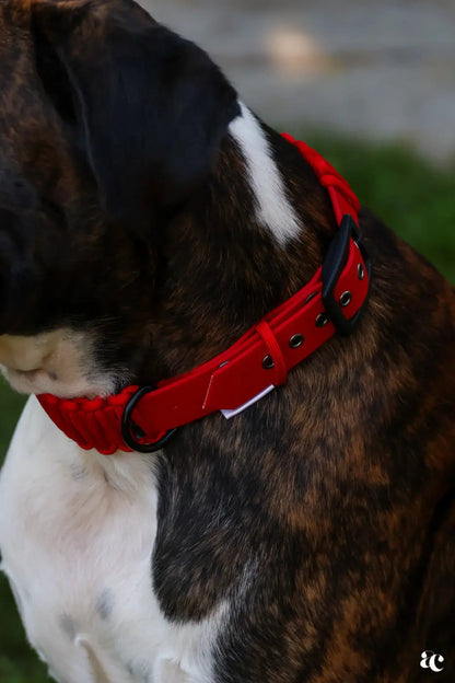 Collier Biothane x Paracorde Les Petits Apollons